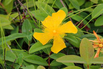 夏の黄色い野の花
