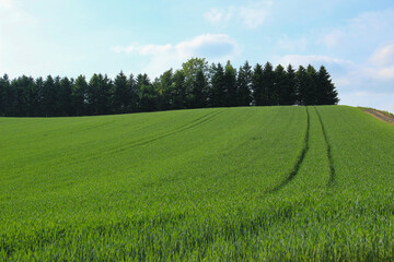初夏の緑の麦畑
