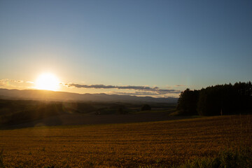 Fototapeta na wymiar 夕日に輝く丘の畑 