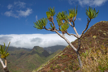 Amazing nature landscapes and plants in Tenerife, Spain