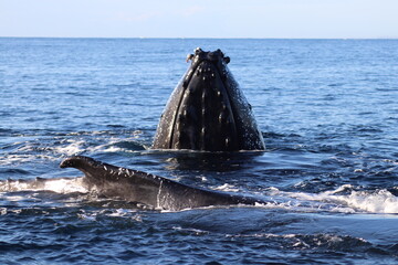 humpback whale 