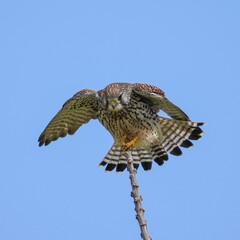 青空バックにくつろぐ繁殖期のチョウゲンボウ メス