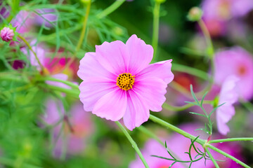 Obraz premium Close up light pink cosmos bipinnatus flower blooming with water drops in garden field blooming in park background
