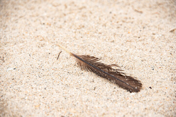 close up of a sand and feather
