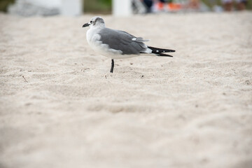 seagull on the beach