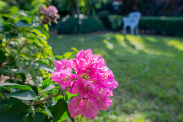 pink flowers in the garden