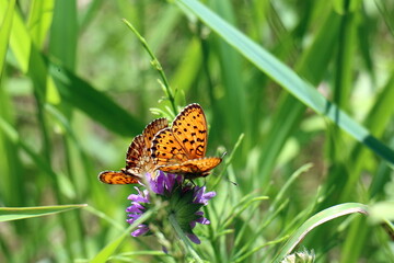 Close-up nature of northern Israel