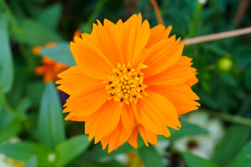 Beautiful Cosmos flower in the garden close up