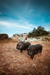 zwei Schweine an der Küste Apuliens