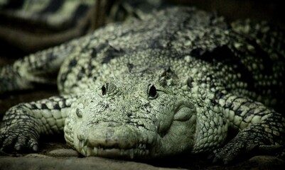 close up of a alligator