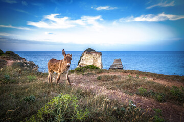 kleiner Esel an der Küste Apuliens