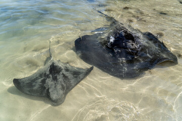 Two stingrays swim in the ocean in Australia. Southern eagle ray and Short tail smooth stingray....