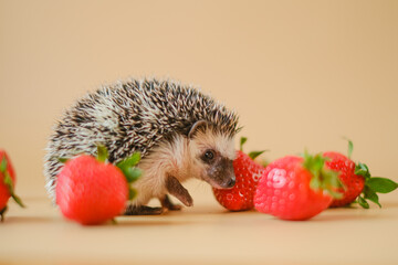 Hedgehog and strawberry berries.food for hedgehogs.hedgehog and red strawberries on a beige background.Baby hedgehog.strawberry harvest.African pygmy hedgehog. pet and red berries. Strawberry season. 