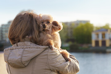 toy poodle dog in the arms of its elderly owner on a walk close-up rear view