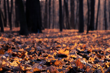  Fantasy autumn in the forest
