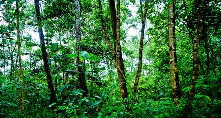 Fototapeta na wymiar Indonesian tropical rain forest. East Kalimantan, Indonesia 