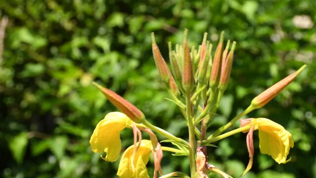 
evening primrose, American medicinal plant with flower in a monastery herb garden
