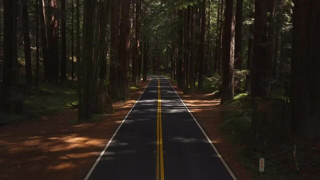 Elevated Forward Moving Through Scenic Mendocino California Redwood Woodland Long Straight Empty Road