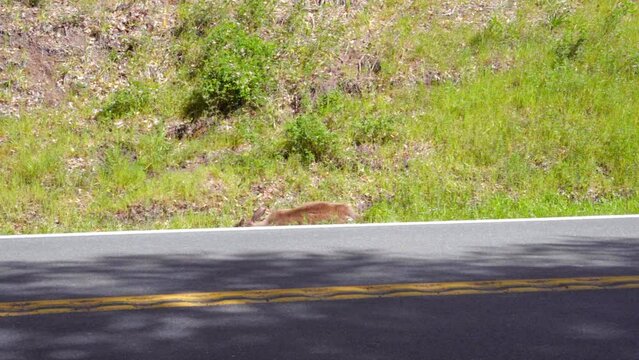 Lifeless dead deer roadkill lying on grass alongside road with cars passing in the foreground