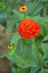  Colorful zinnias blooming in beautiful petals in a park in Thailand