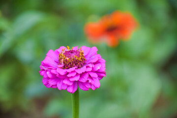  Colorful zinnias blooming in beautiful petals in a park in Thailand