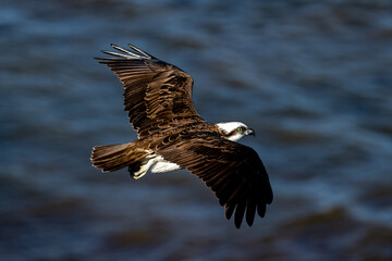 Osprey in flight