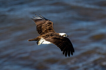 Osprey in flight