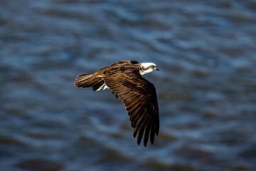 eagle in flight