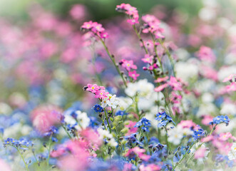 Pink and blue flowers in the field