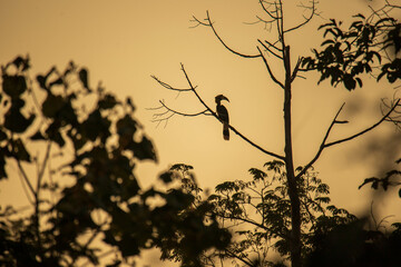 Hornbill On the tree