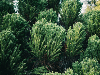 close up of a tree