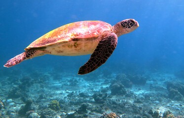 A Green sea turtle swimming in Pescador island Philippines  © Paulo Violas