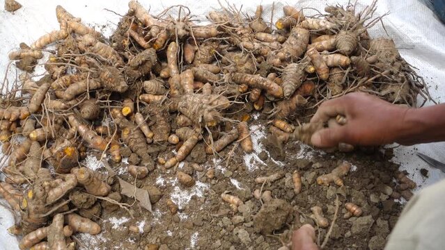 A farmer processing turmeric roots post harvest. Turmeric is a common spice that comes from the root of Curcuma longa. It contains a chemical called curcumin, which might reduce swelling.