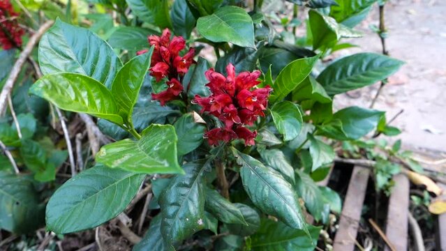 Cestrum fasciculatum flowers and leaves, it is a species of flowering plant in the family Solanaceae known by the common names early jessamine and red cestrum.