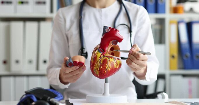 Cardiologist doctor with stethoscope holds model of human heart in hands and explains its structure
