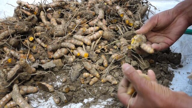 A farmer processing turmeric roots post harvest. Turmeric is a common spice that comes from the root of Curcuma longa. It contains a chemical called curcumin, which might reduce swelling.