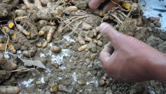 A farmer processing turmeric roots post harvest. Turmeric is a common spice that comes from the root of Curcuma longa. It contains a chemical called curcumin, which might reduce swelling.