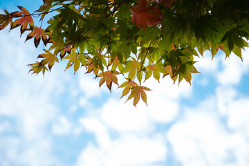 autumn leaves in the sky
