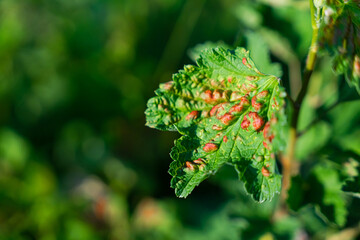 Leaf of a red currant of the amazed sheet plant louses
