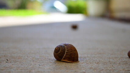 Closeup of empty snail shell © Shawn White Shoots
