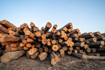 cedar logs stacked in sawmill with blue sky and sunset light