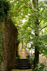 Tree growing at an ancient stone wall with small staircase