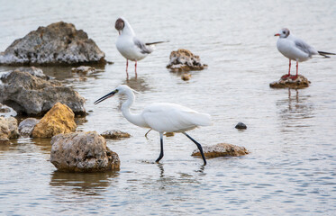 The small white heron or Little egret stands in the lake