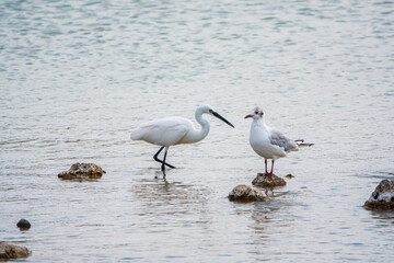 The small white heron or Little egret stands in the lake
