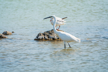 The small white heron or Little egret stands in the lake