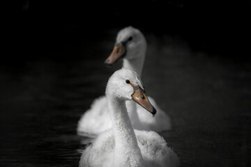 Baby swan