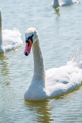 A large flock of graceful white swans swims in the lake., swans in the wild