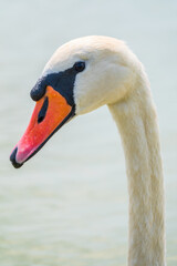 Portrait of a graceful white swan with long neck on blue water background.