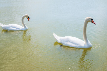 Two Graceful white Swans swimming in the lake, swans in the wild