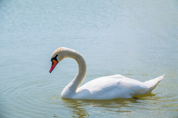 Graceful white Swan swimming in the lake, swans in the wild. Portrait of a white swan swimming on a lake.